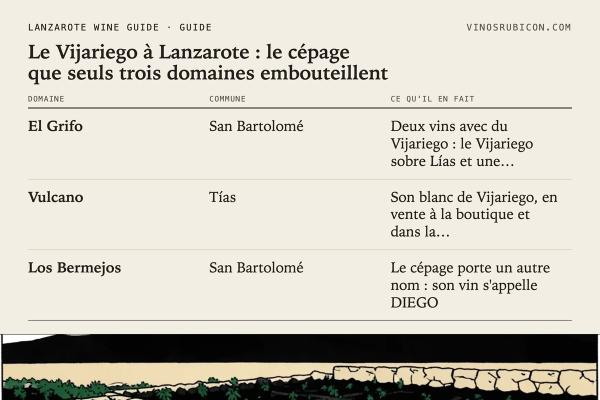 Le Vijariego à Lanzarote : le cépage que seuls trois domaines embouteillent · fiche de données